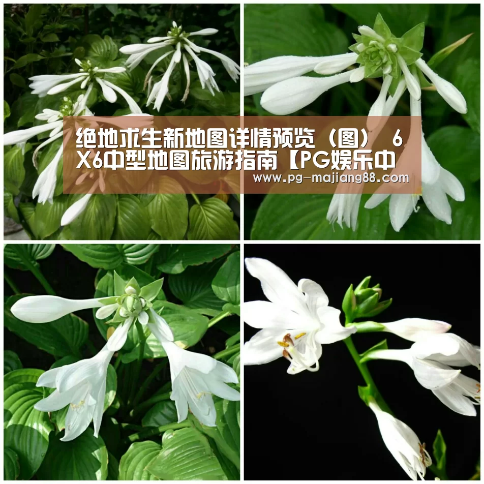 绝地求生新地图详情预览(图) 6X6中型地图旅游指南【PG娱乐中心】(图2) PG娱乐中心